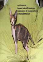 Frontier / Frontier [Ikeda Shuuko] [Persona 3] Thumbnail Page 19