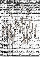 Ambrosia [Original] Thumbnail Page 742