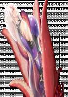 Taimashi Shion / 退魔師紫苑 [Tokumei Hero] [Original] Thumbnail Page 162