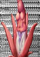 Taimashi Shion / 退魔師紫苑 [Tokumei Hero] [Original] Thumbnail Page 842