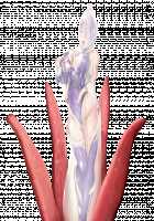 Taimashi Shion / 退魔師紫苑 [Tokumei Hero] [Original] Thumbnail Page 910