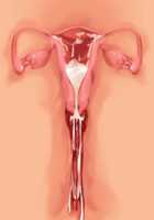 Ore ga ♀ de Kanojo ga ♂ ni!? Kiyowa Bishounen to Kanpeki Bishoujo ga Change! ~Dasanaide! Jibun no Karada de Ninshin Saserarete Icchau!~ / 俺が♀で彼女が♂に!? 気弱美少年と完璧美少女がChange！ ～出さないで！自分のカラダで妊娠させられてイっちゃう！～ [Ayase Hazuki] [Original] Thumbnail Page 148