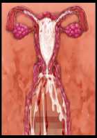 Kimomen Demo Kyokon nara Meimonkou no Ojou-sama wo Senyou Harama Celeb Bitch ni Dekiru! / キモメンでも巨根なら名門校のお嬢様を専用孕まセレブビッチにできる！ [Ishii Akira] [Original] Thumbnail Page 204