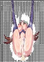 Shinmai Kishi Ratie ~Saimin de Joushiki Kaihen Sareru Kishi~ / 新米騎士ラティ～催眠で常識改変される騎士～ [Original] Thumbnail Page 152