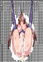 Shinmai Kishi Ratie ~Saimin de Joushiki Kaihen Sareru Kishi~ / 新米騎士ラティ～催眠で常識改変される騎士～ [Original] Thumbnail Page 154