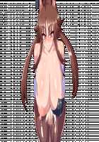 Shinmai Kishi Ratie ~Saimin de Joushiki Kaihen Sareru Kishi~ / 新米騎士ラティ～催眠で常識改変される騎士～ [Original] Thumbnail Page 179