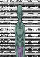 Ishuzoku no Torikohime ~Semete Ningen no Aite o Sasete!~ / 異種族の虜姫～せめて人間の相手をさせて！～ パッケージ版 [Kinosaki Yuki] [Original] Thumbnail Page 522