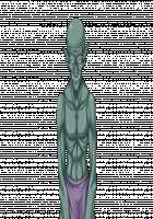 Ishuzoku no Torikohime ~Semete Ningen no Aite o Sasete!~ / 異種族の虜姫～せめて人間の相手をさせて！～ パッケージ版 [Kinosaki Yuki] [Original] Thumbnail Page 524