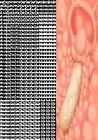 Princess Heart Link ~Kenki-tachi no Enbu~ / プリンセスハートリンク ～剣姫たちの艶舞～ [Aoi Nagisa] [Original] Thumbnail Page 253