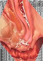 Kemo Ane ~Kemomimi Onee-san o Oyome-san ni Shite Isekai Haramase Slow Life~ / けもあね ～ケモ耳お姉さんをお嫁さんにして異世界孕ませスローライフ～ [Ouji Hiyoko] [Original] Thumbnail Page 112