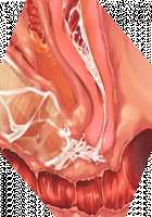 Kemo Ane ~Kemomimi Onee-san o Oyome-san ni Shite Isekai Haramase Slow Life~ / けもあね ～ケモ耳お姉さんをお嫁さんにして異世界孕ませスローライフ～ [Ouji Hiyoko] [Original] Thumbnail Page 113