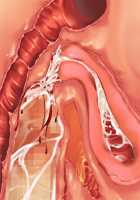 Kemo Ane ~Kemomimi Onee-san o Oyome-san ni Shite Isekai Haramase Slow Life~ / けもあね ～ケモ耳お姉さんをお嫁さんにして異世界孕ませスローライフ～ [Ouji Hiyoko] [Original] Thumbnail Page 176